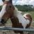 DiamondDropStables