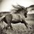 WildHorses