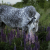LavenderRidge