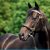 Issihorse