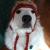 OliveTheGreatPyr