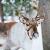 ReindeerRunStud