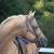Hearts4horses