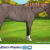 Horses2120
