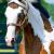 OkieWindsStables