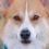 Chesneythecorgi