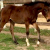 RenaissanceFarms
