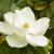 MagnoliaPine